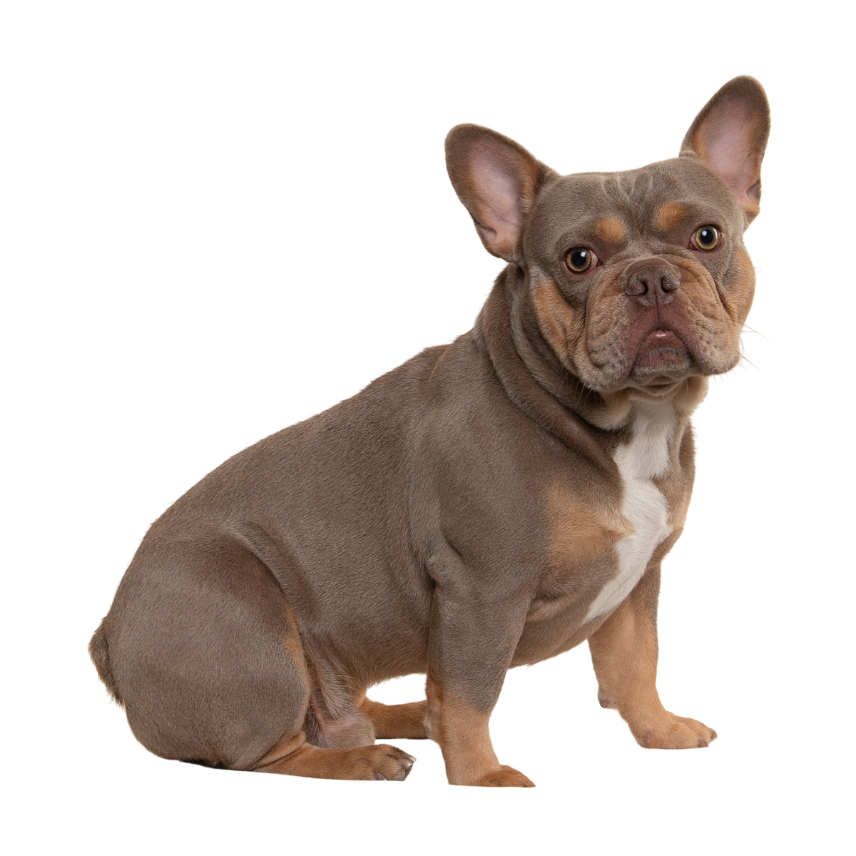 perro